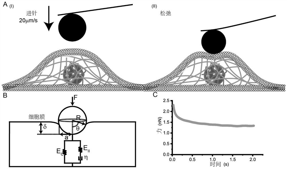 Quantitative characterization method of cell membrane tension
