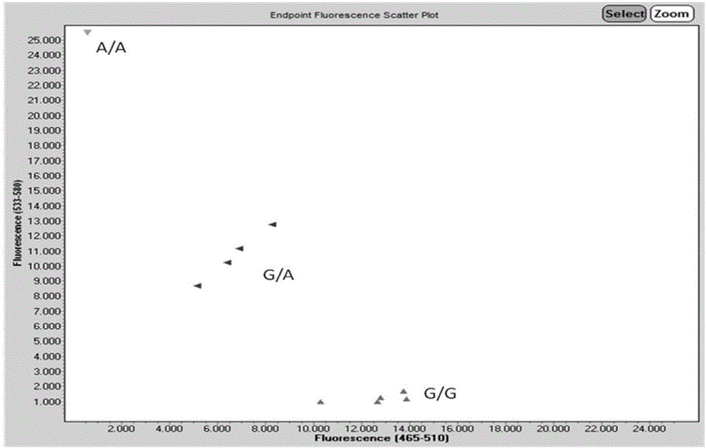 Primer for detecting polymorphism of ADH1B gene and ADH2B gene, and application of primer