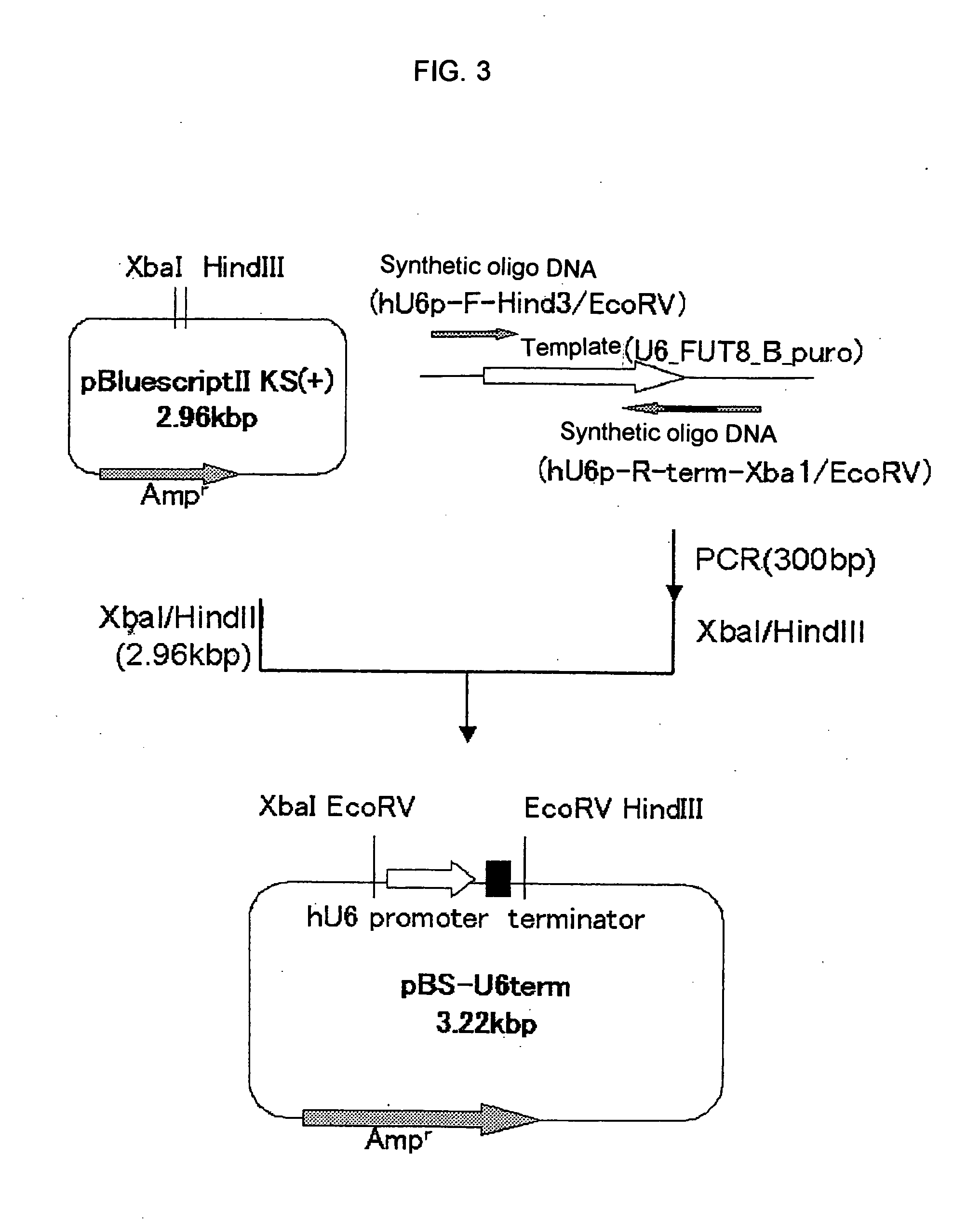 Process for producing antibody composition by using rna inhibiting the function of alpha1,6-fucosyltransferase