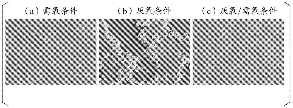 Culture container for culturing epithelial cells and use thereof