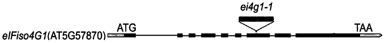 Application of eIFiso4G1 protein in regulating and controlling tolerance of plants to ABA