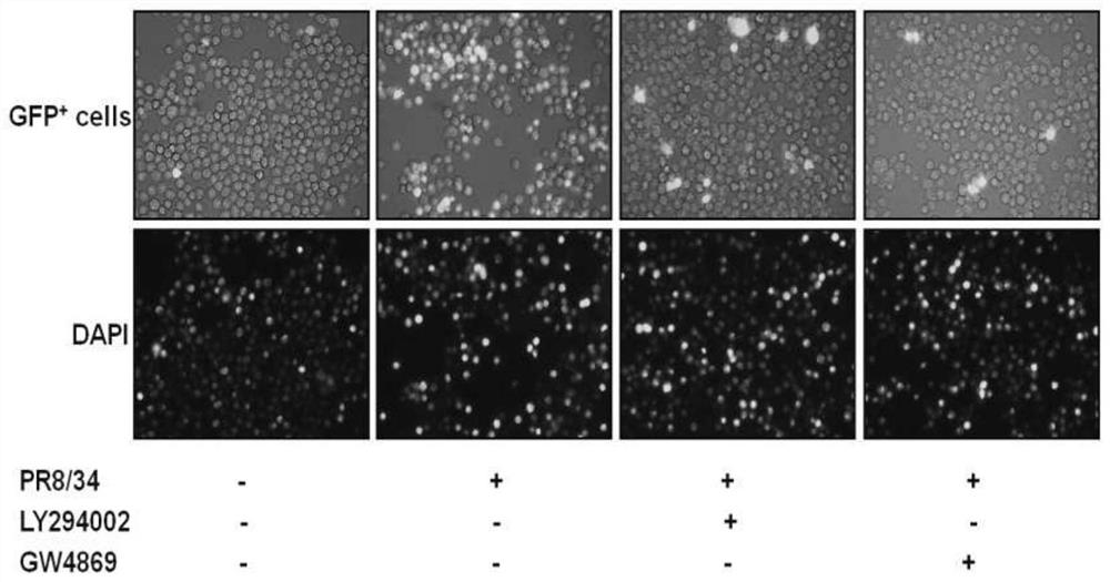Method for regulating polarization of macrophages based on autophagy-exosome pathway and application