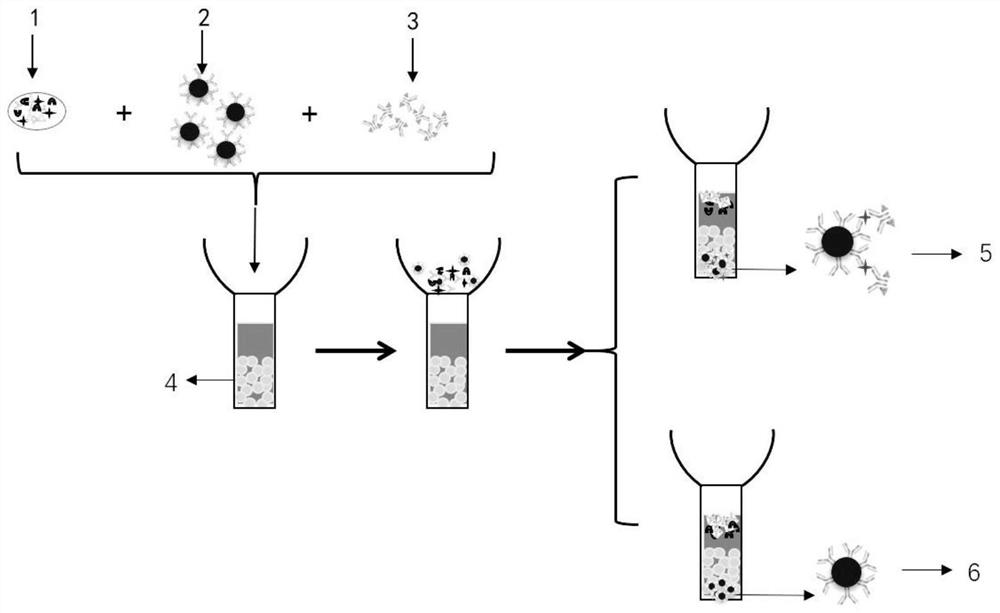 A New Method for Detection of Immune Complexes by Size-Exclusion Chromatography