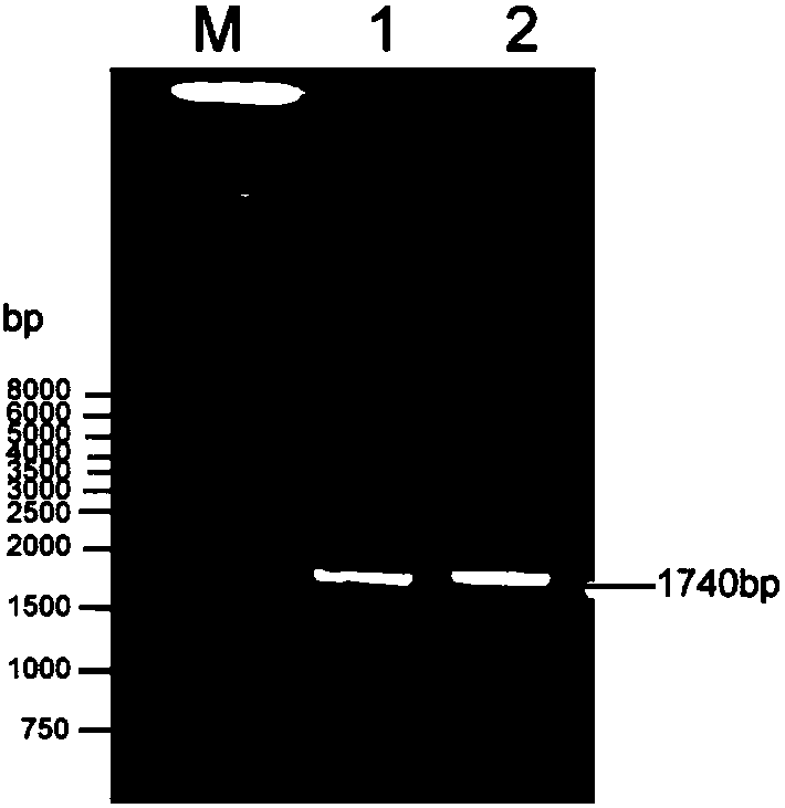 Pig parvovirus immune composition as well as preparation method and application of pig parvovirus immune composition