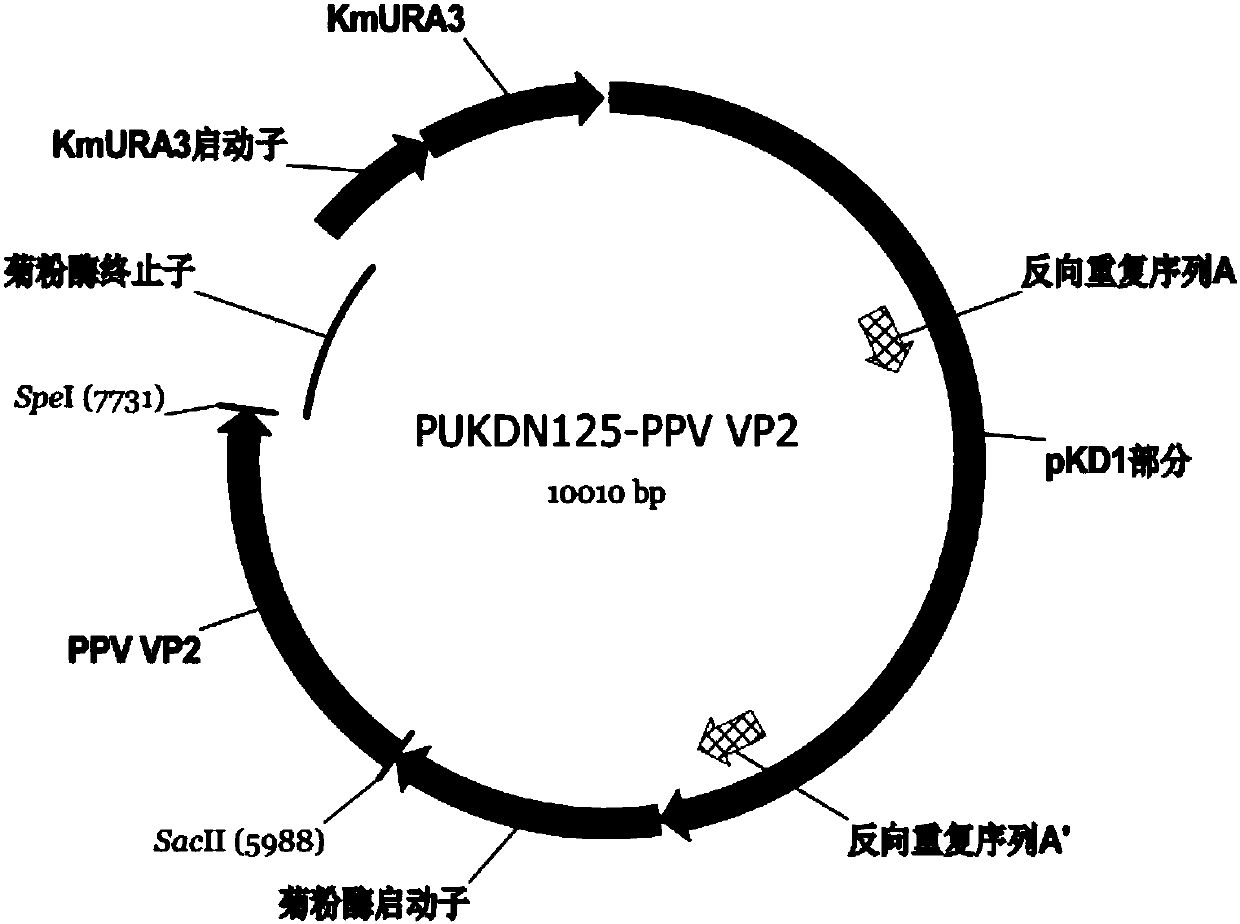 Pig parvovirus immune composition as well as preparation method and application of pig parvovirus immune composition