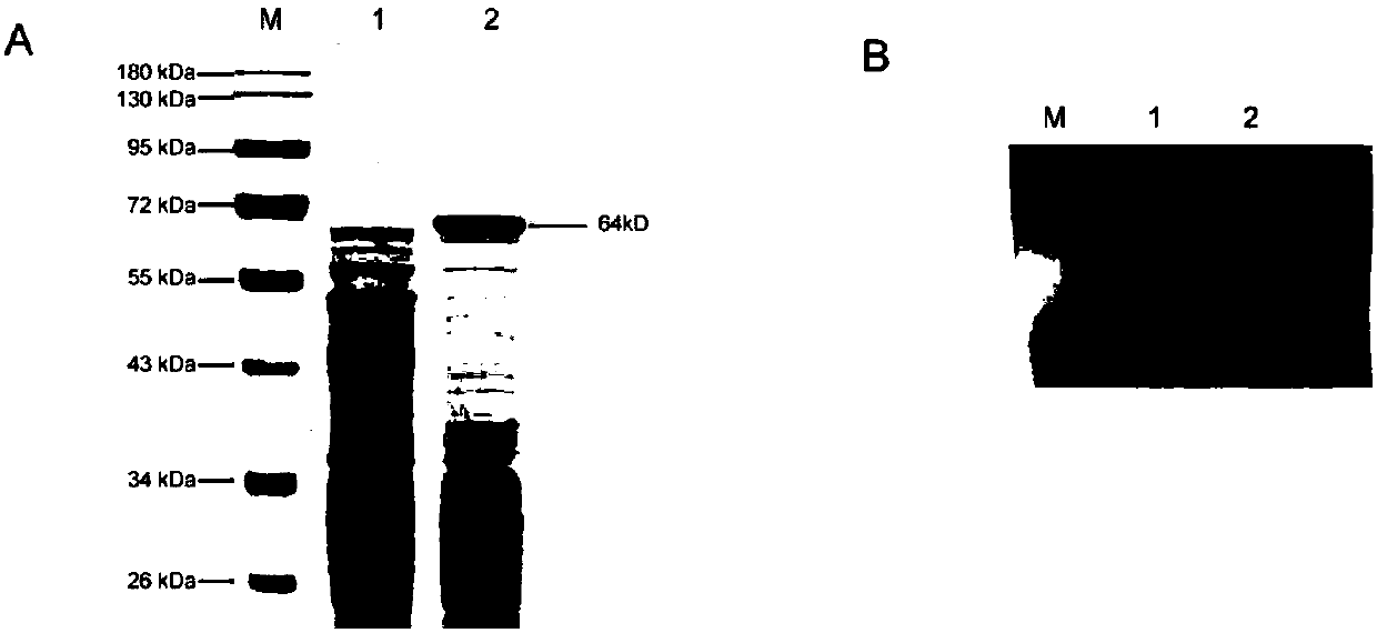 Pig parvovirus immune composition as well as preparation method and application of pig parvovirus immune composition