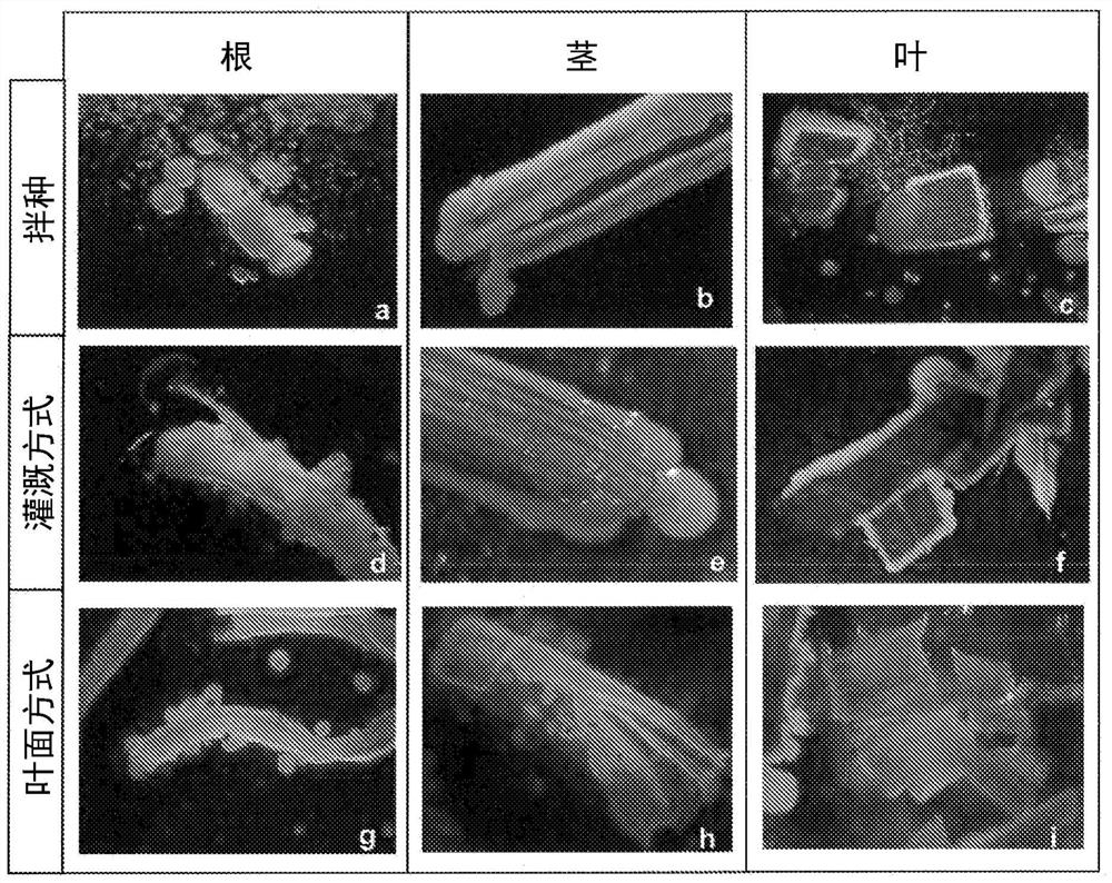 New strain of methylobacterium, composition comprising same and use thereof as biostimulant and endophytic nitrogen-fixing bacteria