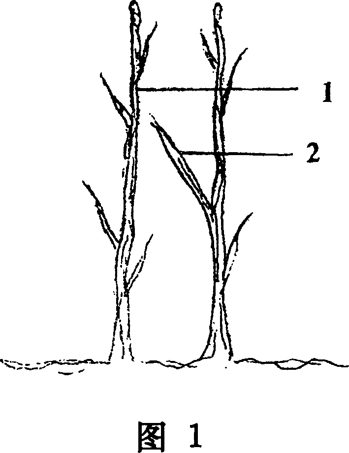 Hetero individual plant single head inverted stem grafting method