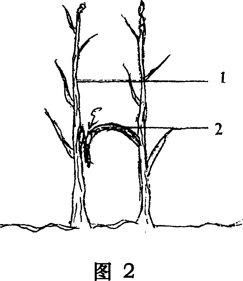 Hetero individual plant single head inverted stem grafting method