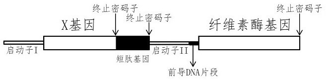 A kind of double-stranded dna peptide ligase ddplasei and using method thereof
