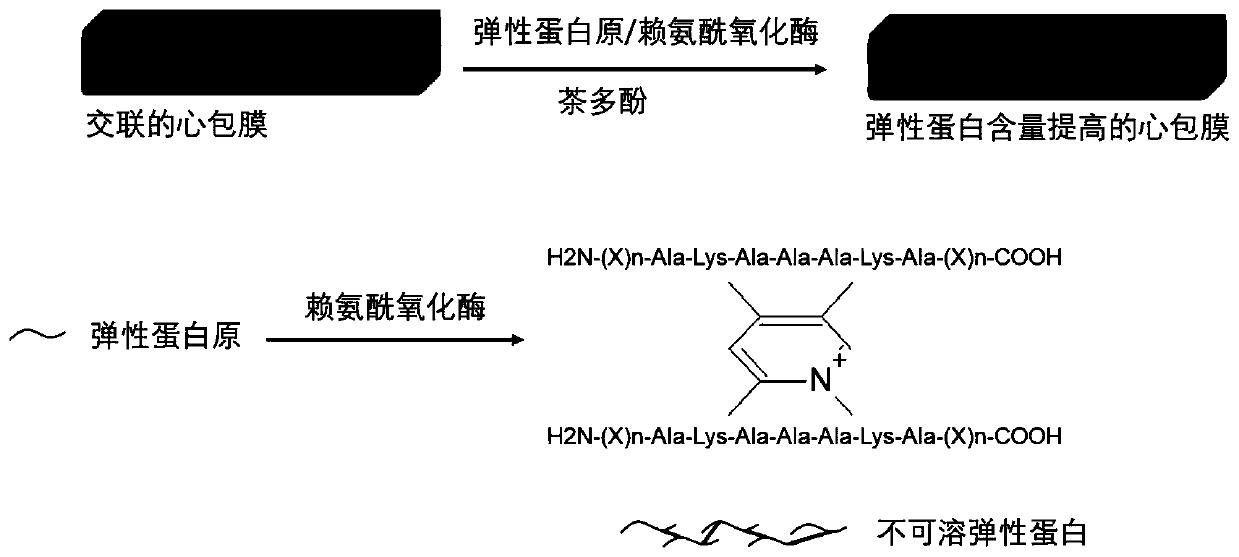 A cross-linking treatment method for improving the stability of biological valve elastin