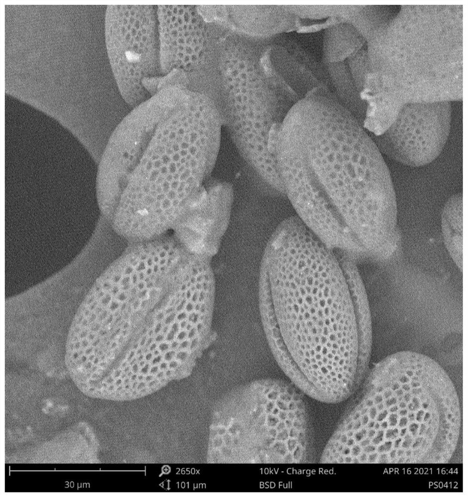 Method for feeding Micraspis discolor (Fabricius) by using mixed food of eggs of ephestia kuuhniella and rape pollen