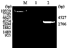 Recombinant virus expressing VP2 gene of bluetongue virus type 16 and construction method and application of recombinant virus