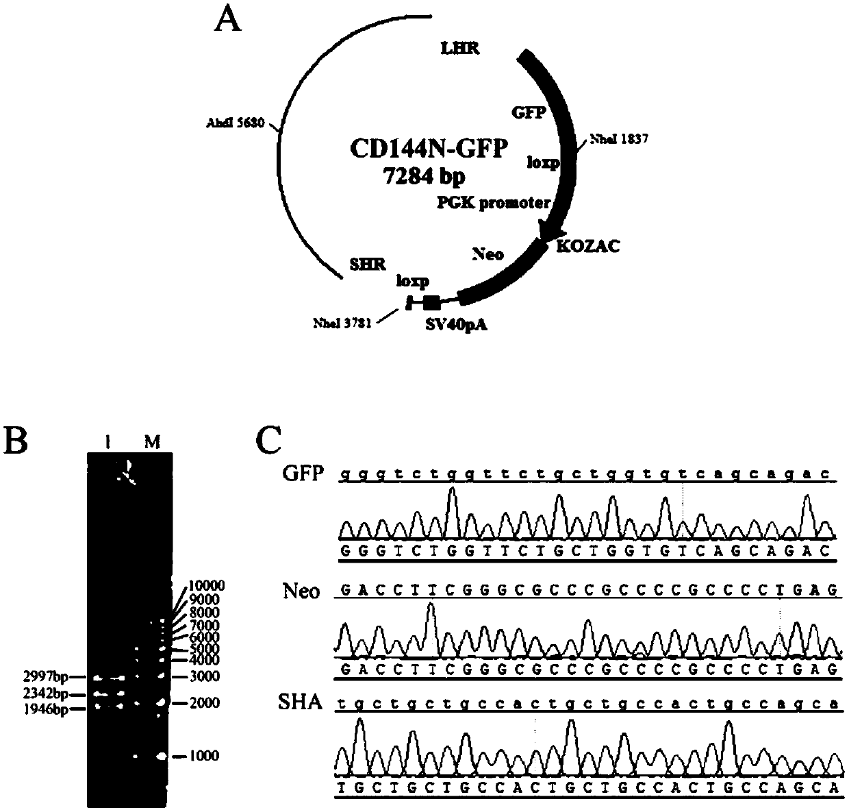 Method for constructing hESC indicating cell line for specifically tracing endothelial cell differentiation