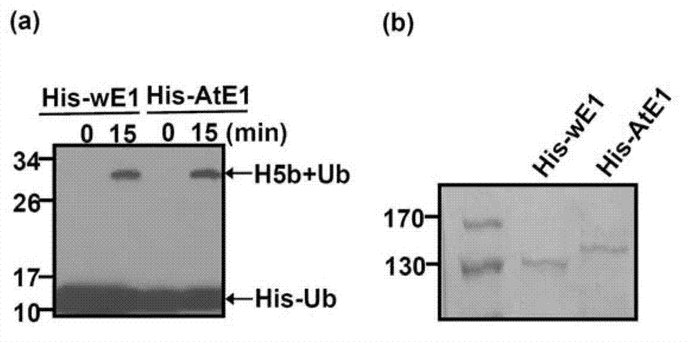 Plant in-vitro ubiquitin protein degradation system and application thereof