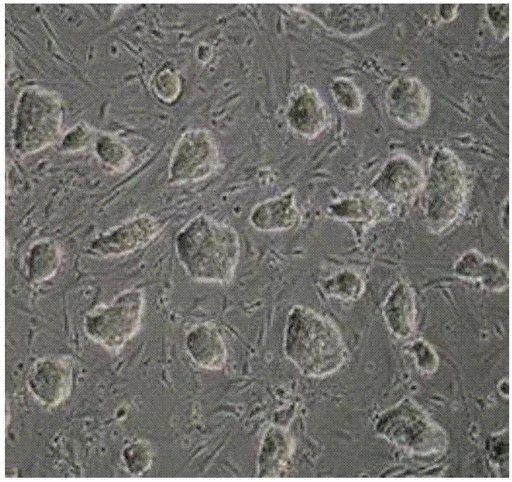 Special thawing reagent and thawing method for human induced pluripotent stem cells