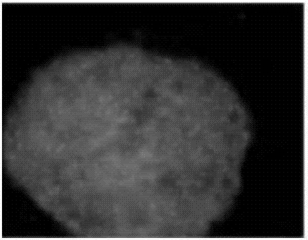 Special thawing reagent and thawing method for human induced pluripotent stem cells