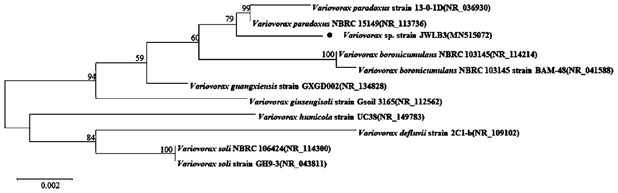 Functional bacterium applicable to petroleum polluted soil repairing in positive column of direct current electric field and application thereof