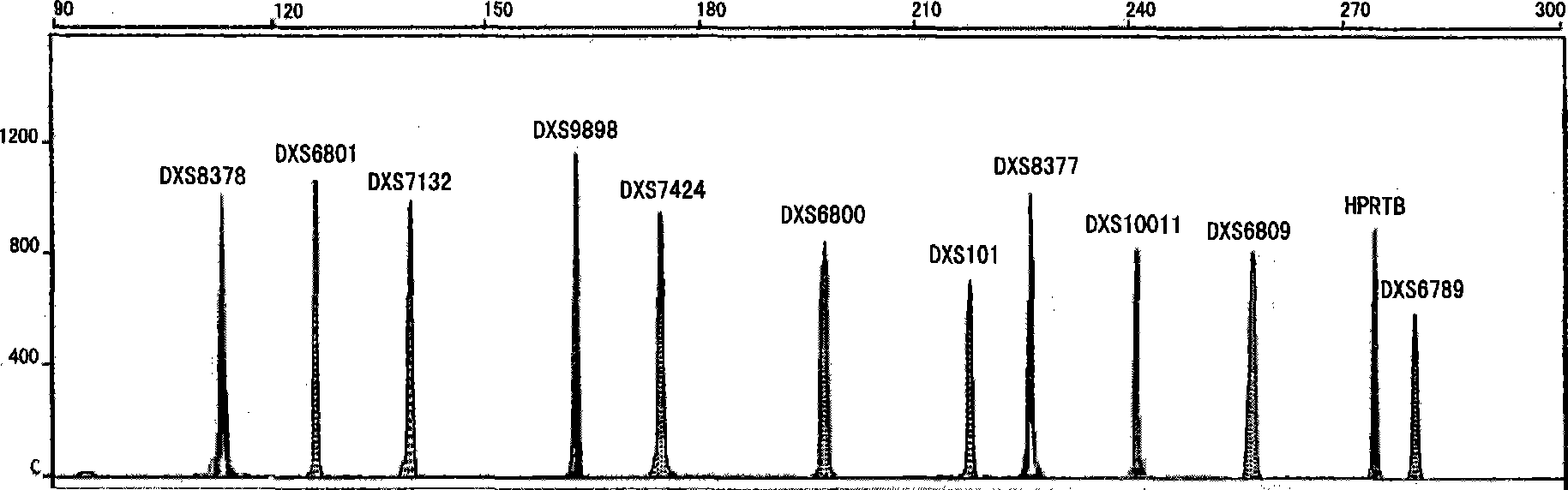 X chromosome MiniSTR fluorescent composite amplification reagent kit, preparation and use thereof