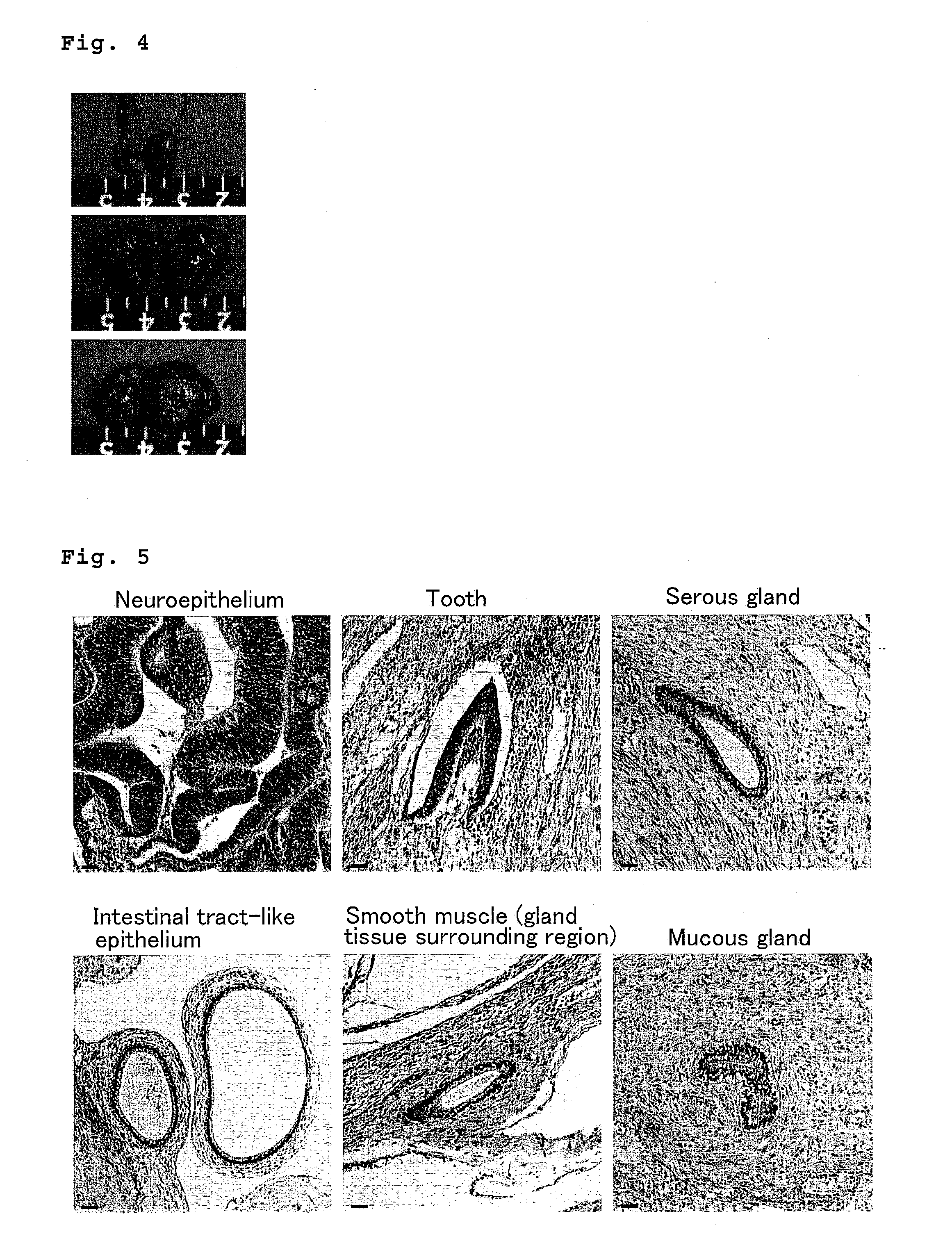 Method for culturing and subculturing primate embryonic stem cell, as well as method for inducing differentiation thereof