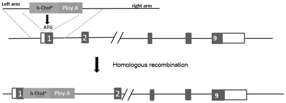 Method for preparing retinitis pigmentosa non-human mammal model