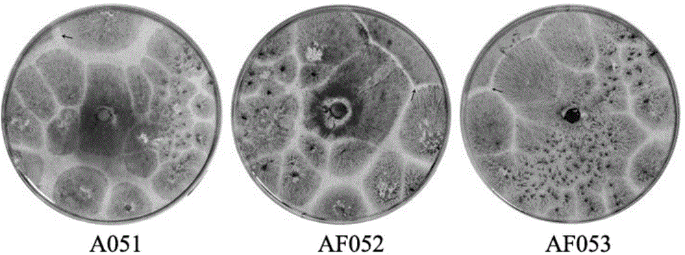 Aspergillus flavus strain and mixed flora not producing aflatoxin and application thereof