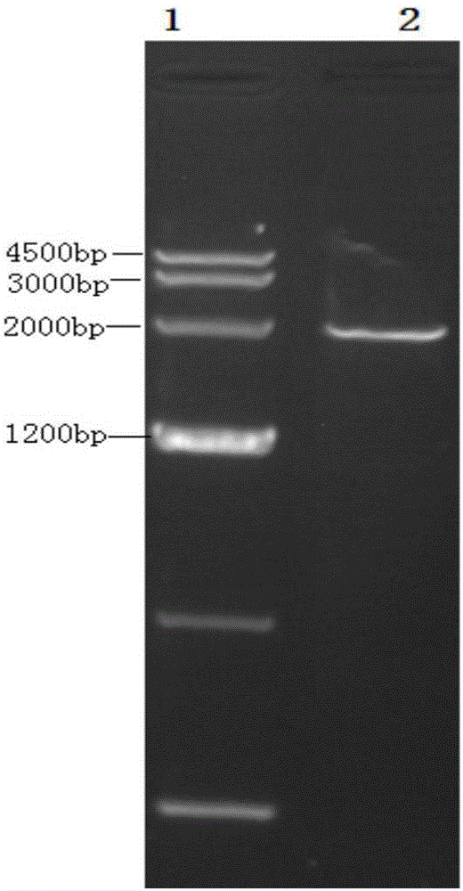 Salmonella flagellin fusion protein as well as encoding gene and application thereof