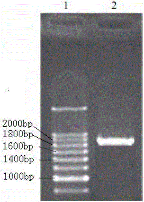 Salmonella flagellin fusion protein as well as encoding gene and application thereof