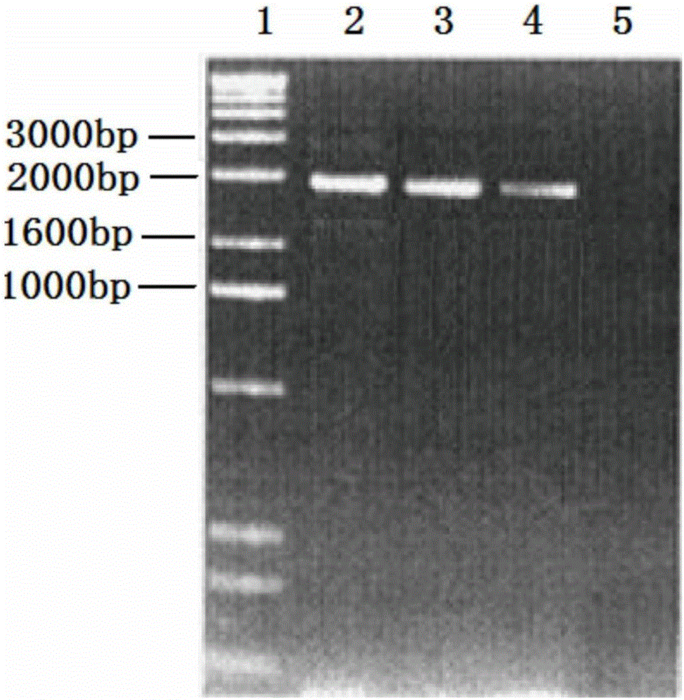 Salmonella flagellin fusion protein as well as encoding gene and application thereof