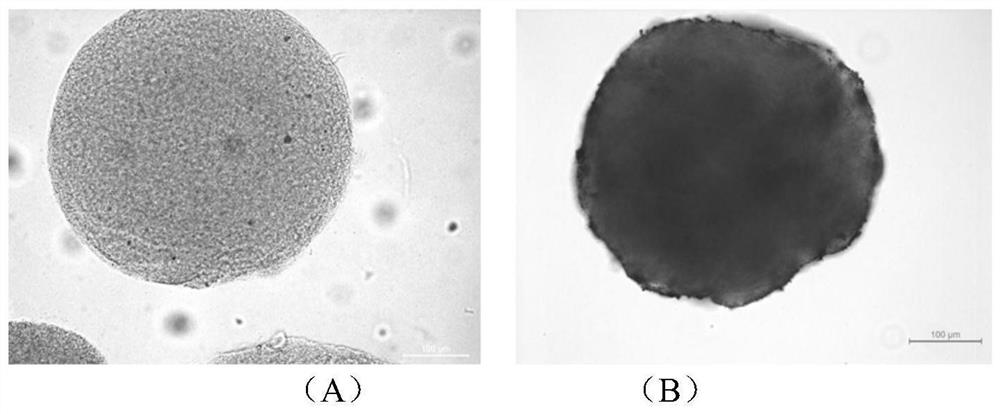Cell-microspheres with eluted superparamagnetic gel coating and preparation method and application thereof