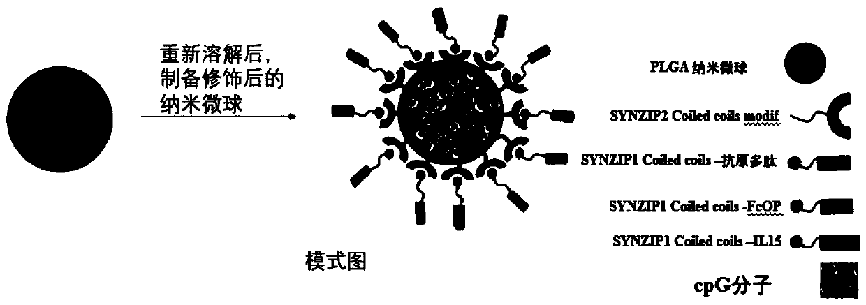 Active immune regulation particle, and preparation method and application thereof