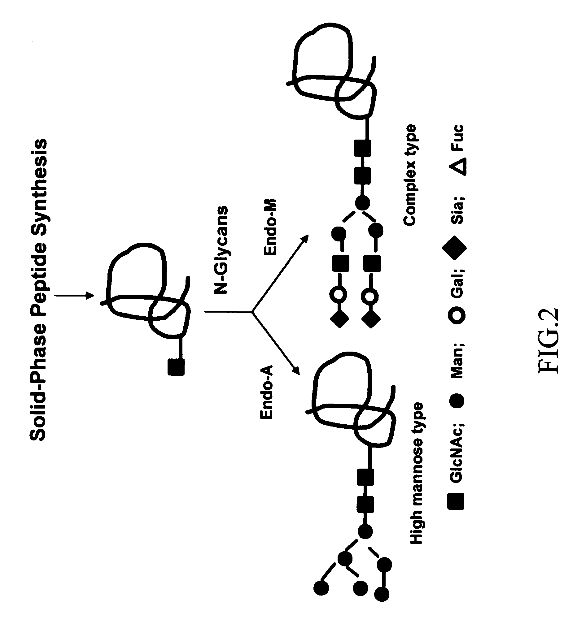 HIV-1 glycopeptides and derivatives; preparation and applications thereof