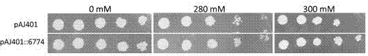 Gene DvRPT1 with salt tolerance as well as encoding protein and applications of gene DvRPT1