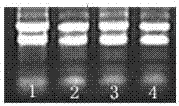 Gene DvRPT1 with salt tolerance as well as encoding protein and applications of gene DvRPT1