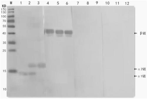 Chemiluminiscence kit and method for detecting trace haptoglobin in urine