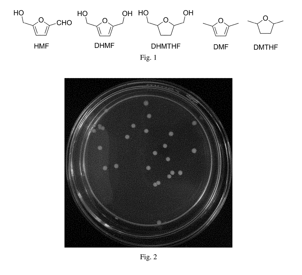 Yeast and use thereof in catalytical synthesis of 2,5-dihydroxymethylfuran