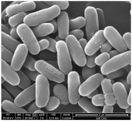 Bacillus subtilis for anaerobic production of lipopeptid surfactant and application of bacillus subtilis