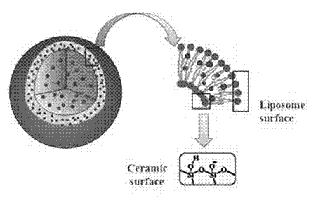 Anti-cancer medicament silicon plastid microcapsule and preparation method thereof