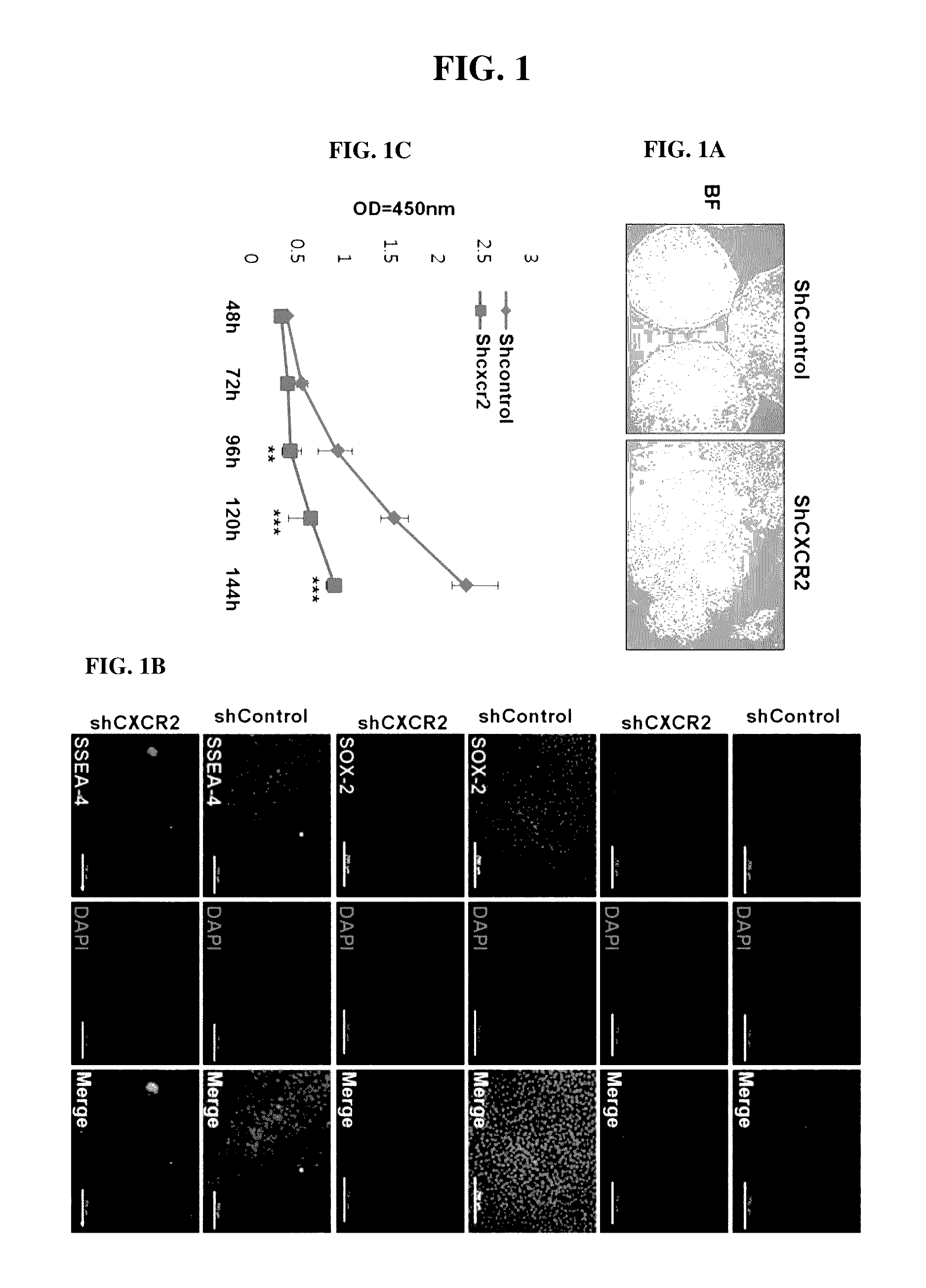 Method for inducing endodermal and mesodermal differentiation from human pluripotent stem cells by cxcr2 suppression