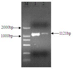 Negative regulator gene of streptomyces roseofulvus as well as preparation method and application thereof