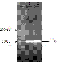Negative regulator gene of streptomyces roseofulvus as well as preparation method and application thereof