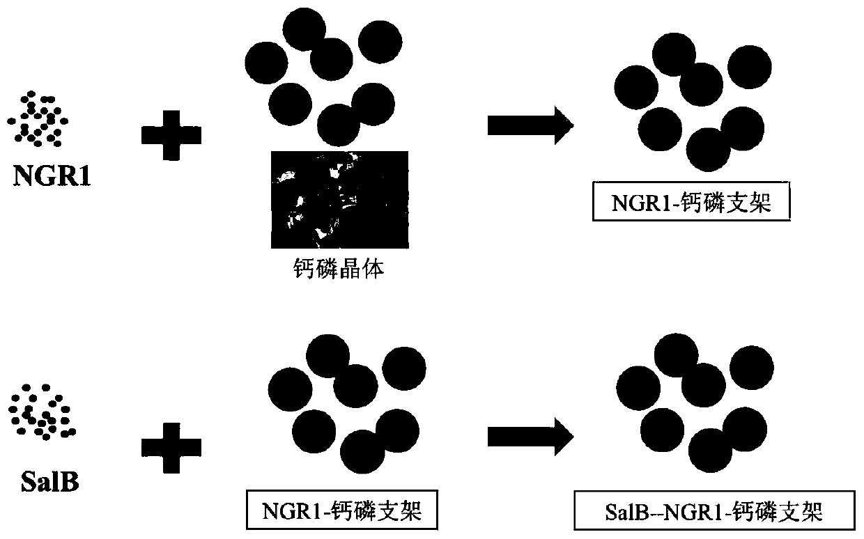 Preparation method of traditional Chinese medicine monomer sequence slow-release osteogenic angiogenesis calcium phosphorus scaffold material