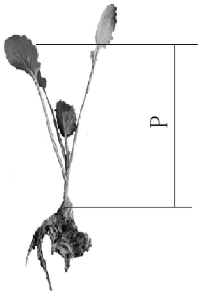 Dryland planting operation quality real-time detection system and detection method