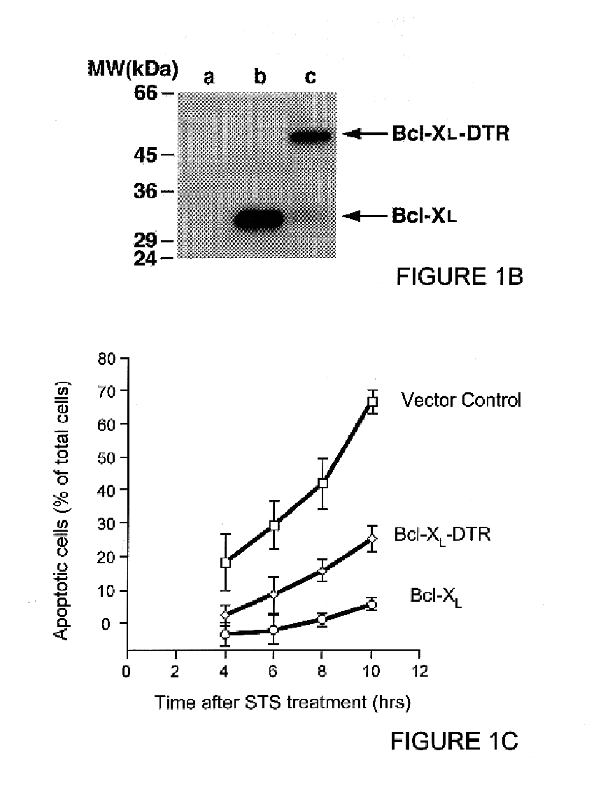 Receptor-mediated uptake of an extracellular BCL-xL fusion protein inhibits apoptosis