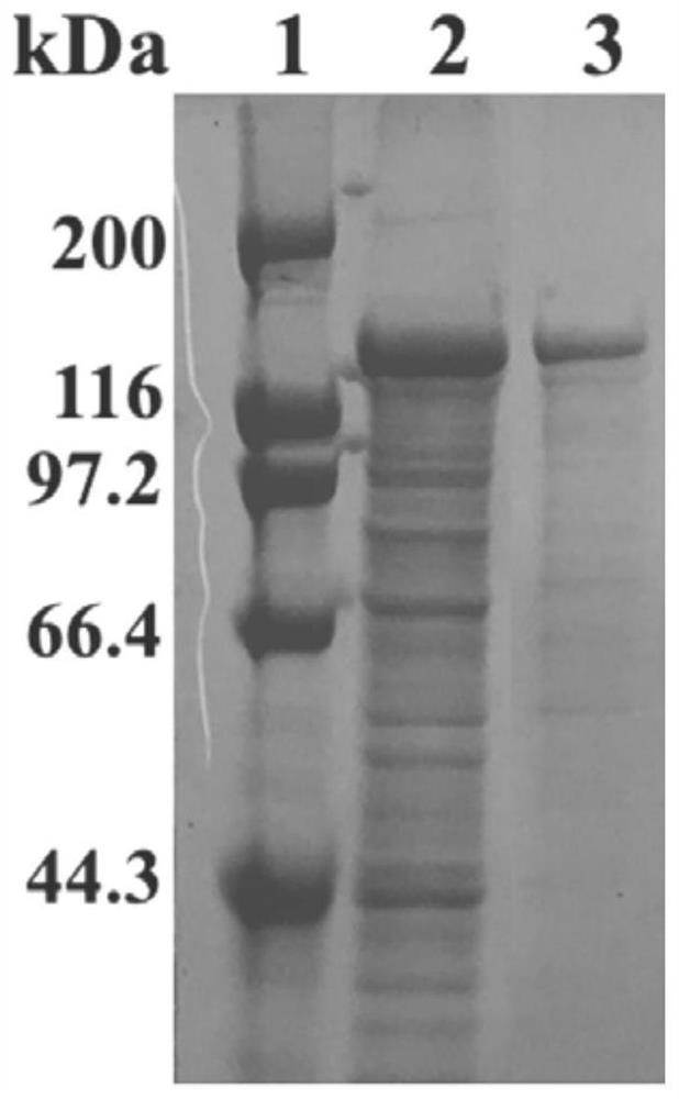 A kind of thermophilic recombinant type II pullulanase and its application