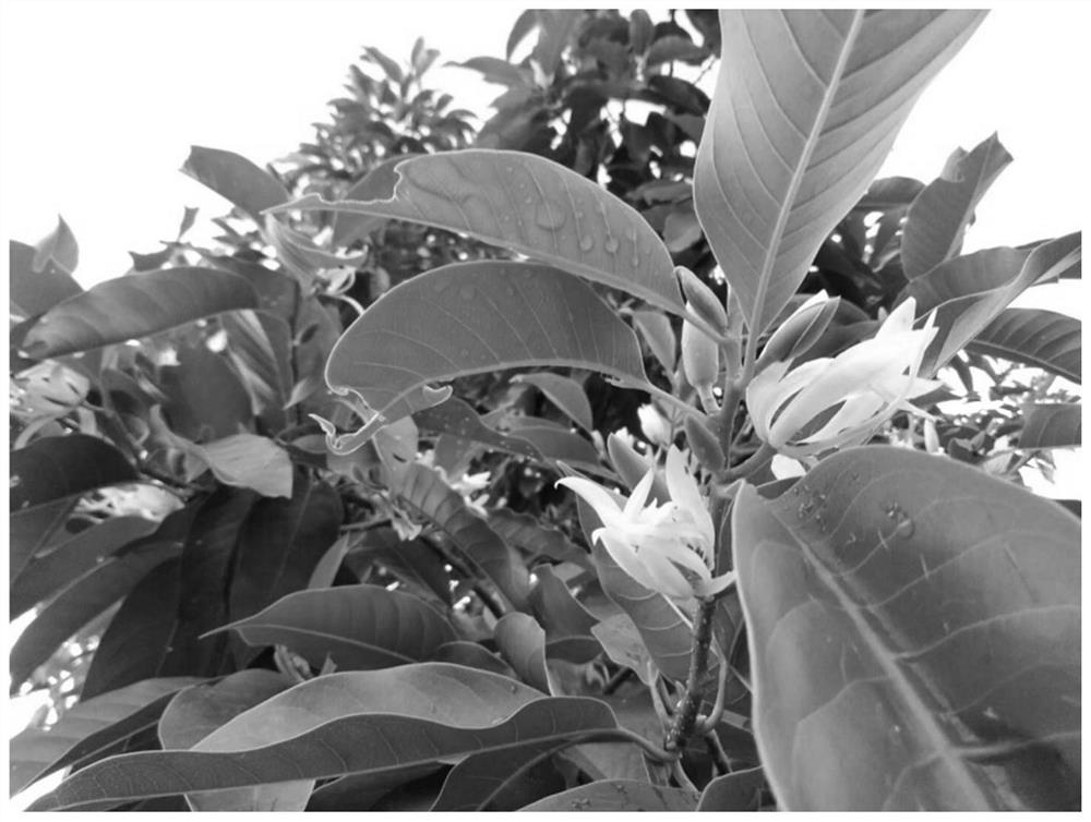 Michelia alba planting and flowering period management method