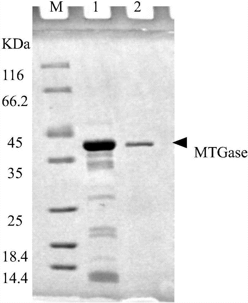 Purification method of MTGase (Microbial Transglutaminase) crude enzyme