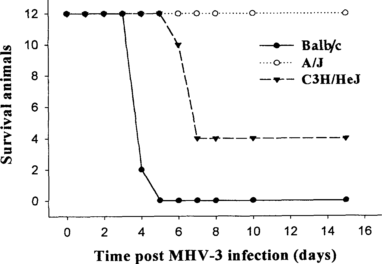 Method for building virus hepatitis mice model