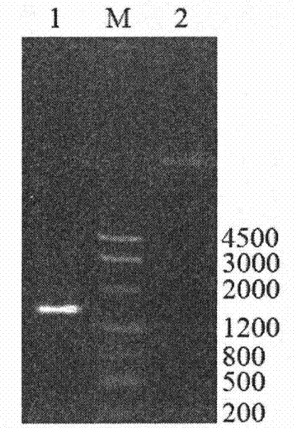 Application of an indole and skatole degrading strain lpc24