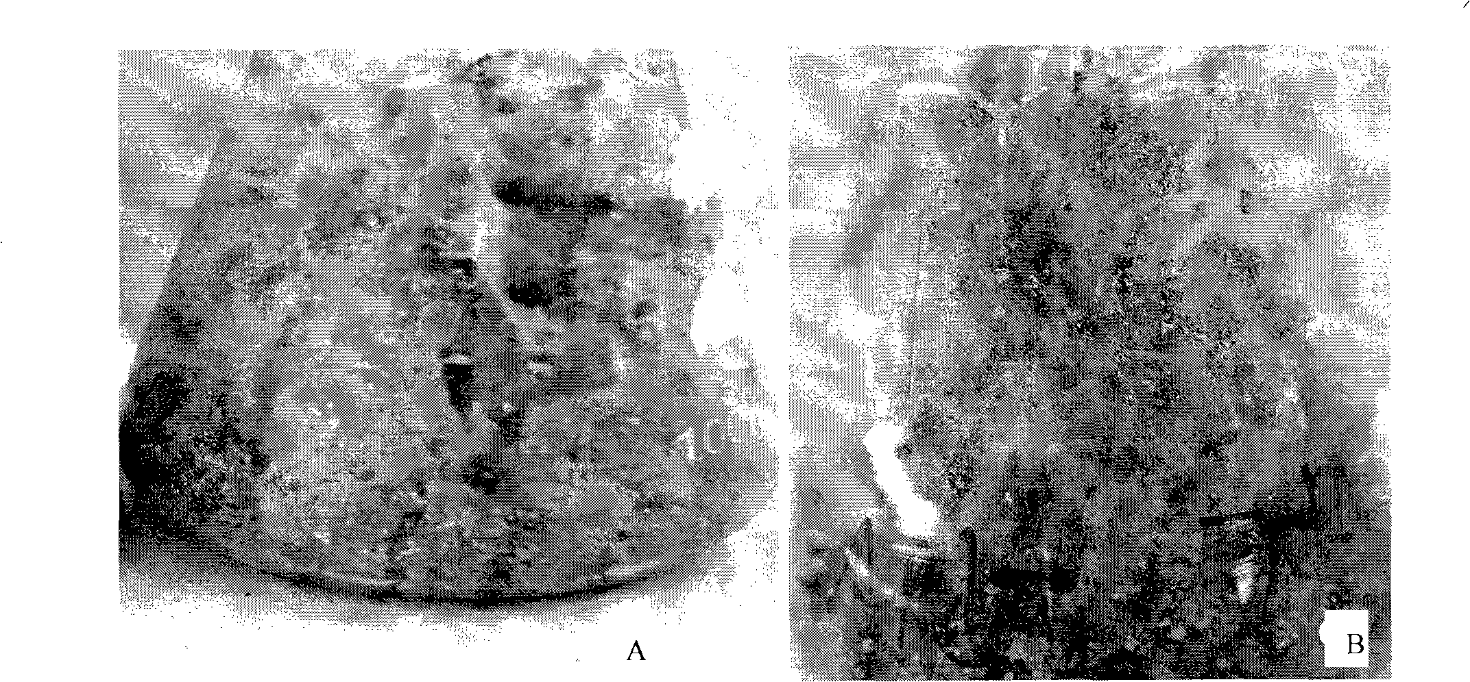 Method for culturing orchid special strain thereof